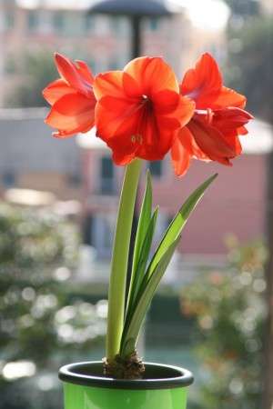 Bulbofiorito